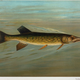 Illustration for article titled Fishes of North America That are Captured on Hook and Line
